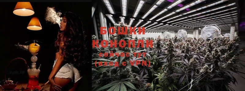 Каннабис OG Kush  где продают   Вологда 